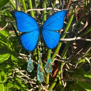Blue Butterfly Pendant Necklace
